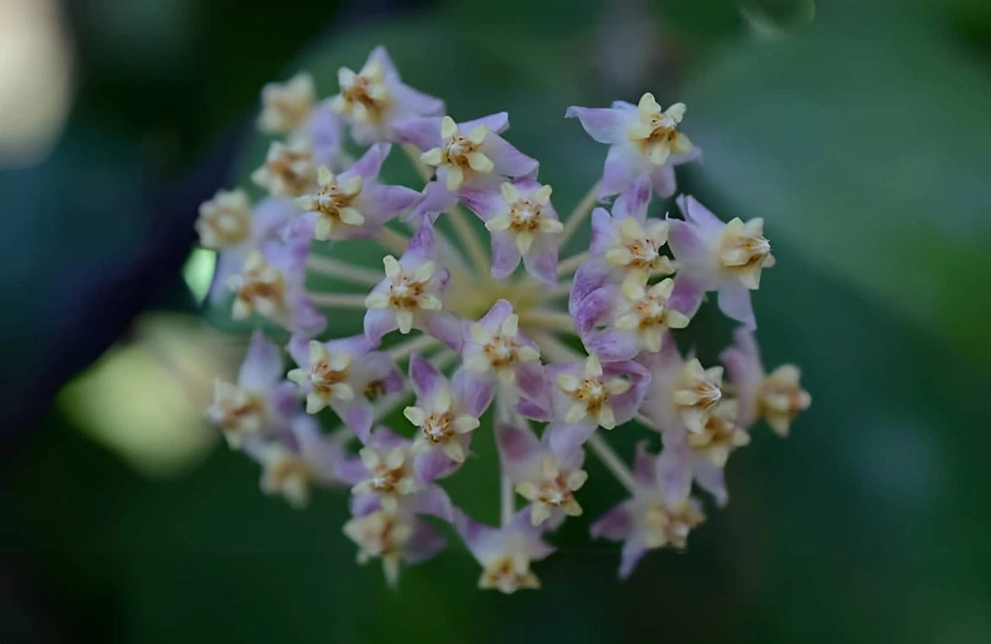 Hoya myrmecopa 'Selayar' Rare Tropical Wax Plant Seeds – Exotic Climbing Vine & Epiphytic Foliage Plant Seeds for Planting