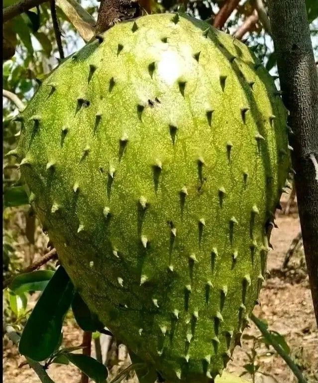 100+ 'Giant Bangkok' Soursop Seeds (Annona muricata) – Elite Massive-Fruit Graviola Botanical Specimen (Collectors Quality)
