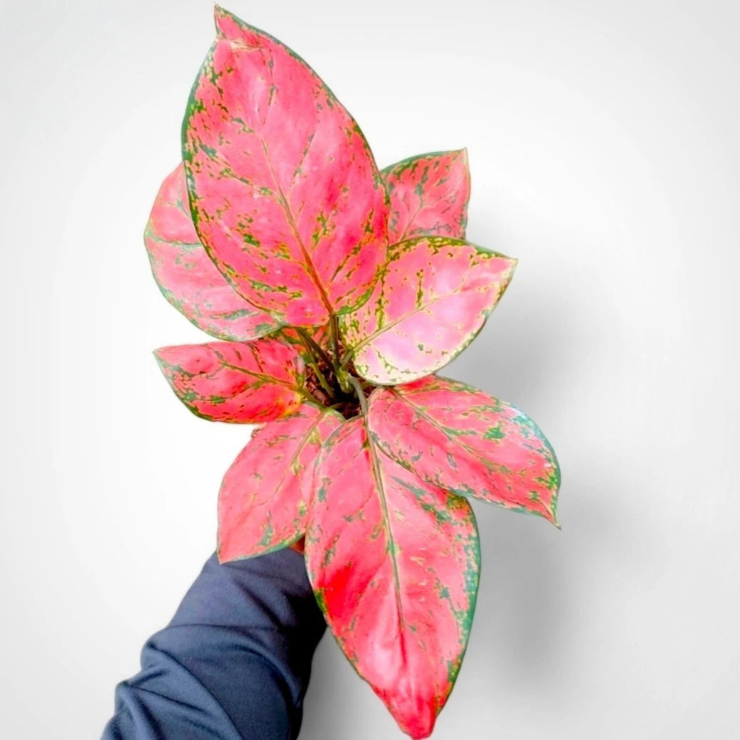 Aglaonema 'Red Valentine' - Romantic & Vibrant Tropical Houseplant