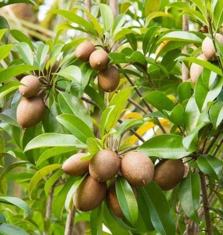 Kalipatti Sapodilla Seeds (Manilkara zapota 'Kalipatti') – 35 Premium Fresh High-Yield Sweet Kalipatti Sapodilla Seeds