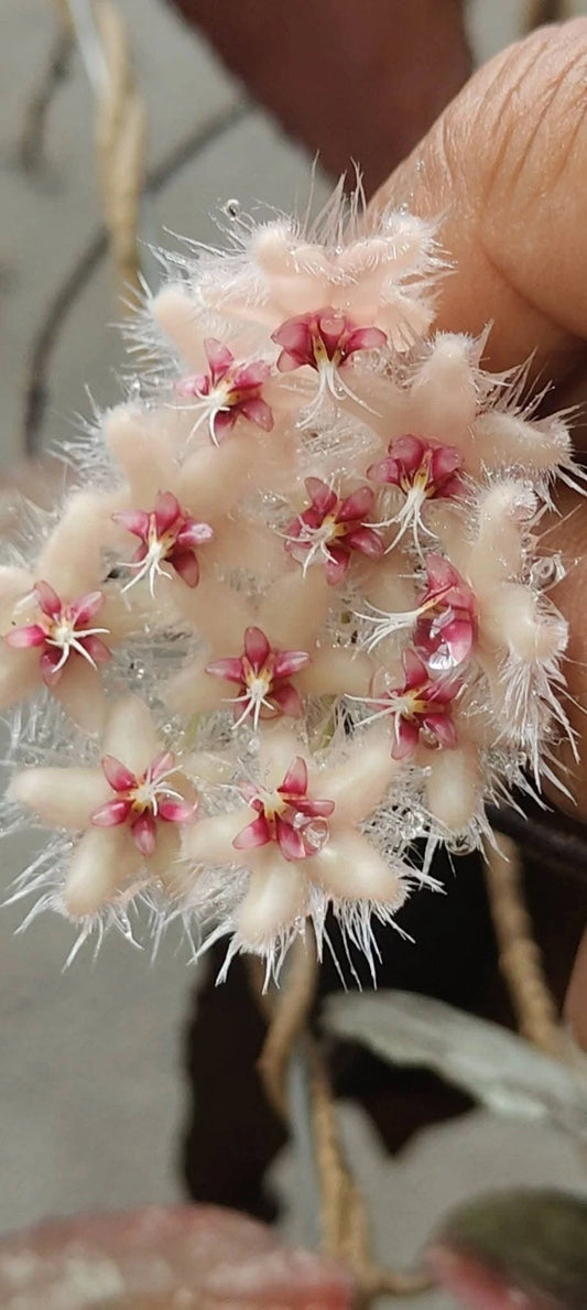 Hoya Caudata Red Aceh Splash Rare Tropical Wax Plant (Sumatran Speckled Epiphytic Vine Specimen) – Premium Botanical Houseplant Seeds & Cuttings for Growing