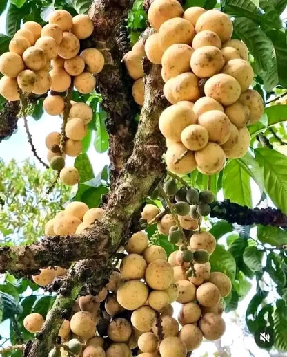 Grafted Langsat Tulungagung Fruit Tree (Lansium parasiticum var. Tulungagung) – Sweet Tropical Fruit Live Tree / Fast Fruiting Specimen