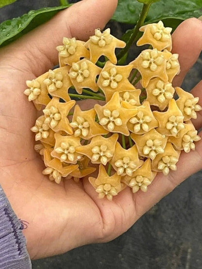 Hoya Chewiorum Sp. Borneo Seeds (Hoya chewiorum / Rare Bornean Tropical Wax Plant Seeds) – Premium Exotic Botanical Specimen Plant Seeds for Planting