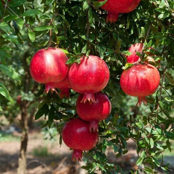 Ruby Pomegranate Seeds (Punica granatum) – 100 Premium Grenadine Seeds