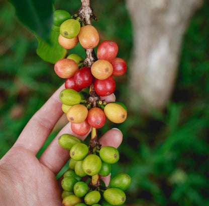 120+ Centroamericano Coffee Seeds (Coffea sp.) – Certified Hybrid Coffee Bean Crop Seeds for Planting