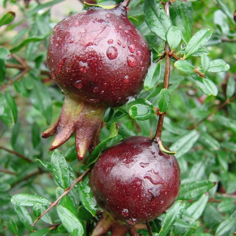 1,000++ Purple Pomegranate (Punica granatum) Seeds – Rare Tropical Fruit Orchard Starter