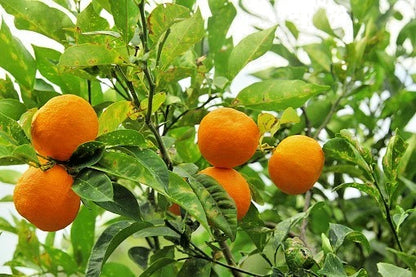 100+ Bitter Orange Seeds | Citrus aurantium | Sour Orange Tree | Garden & Orchard Citrus