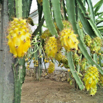 Yellow Pitaya (Dragon Fruit) – 1,000+ Premium Seeds (Selenicereus megalanthus)
