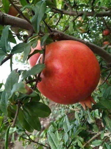 Premium Dholka Pomegranate Seeds (Punica granatum) – Sweet Exotic Fruit Seeds for Planting