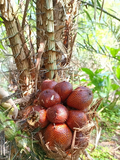 5 pcs Salak (Salacca zalacca) Seeds – Premium Tropical Snake Fruit Seeds