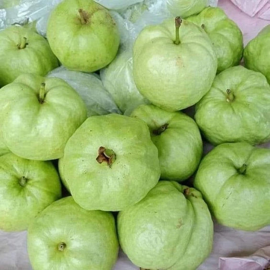 White Crystal Guava Seeds (Psidium guajava) – Premium Certified Tropical Fruit Tree Seeds for Planting
