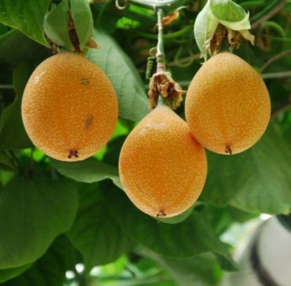 Koyal Passionfruit Seeds 150+ pcs (Passiflora ligularis) – Premium Certified Sweet Granadilla Exotic Fruit Vine Plant Seeds for Planting