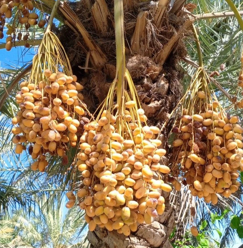 Medjool Date Palm Seeds (Phoenix dactylifera 'Medjool') – 35 pcs Premium Fresh Rare King of Dates Seeds for Planting