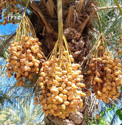 Medjool Date Palm Seeds (Phoenix dactylifera 'Medjool') – 35 pcs Premium Fresh Rare King of Dates Seeds for Planting