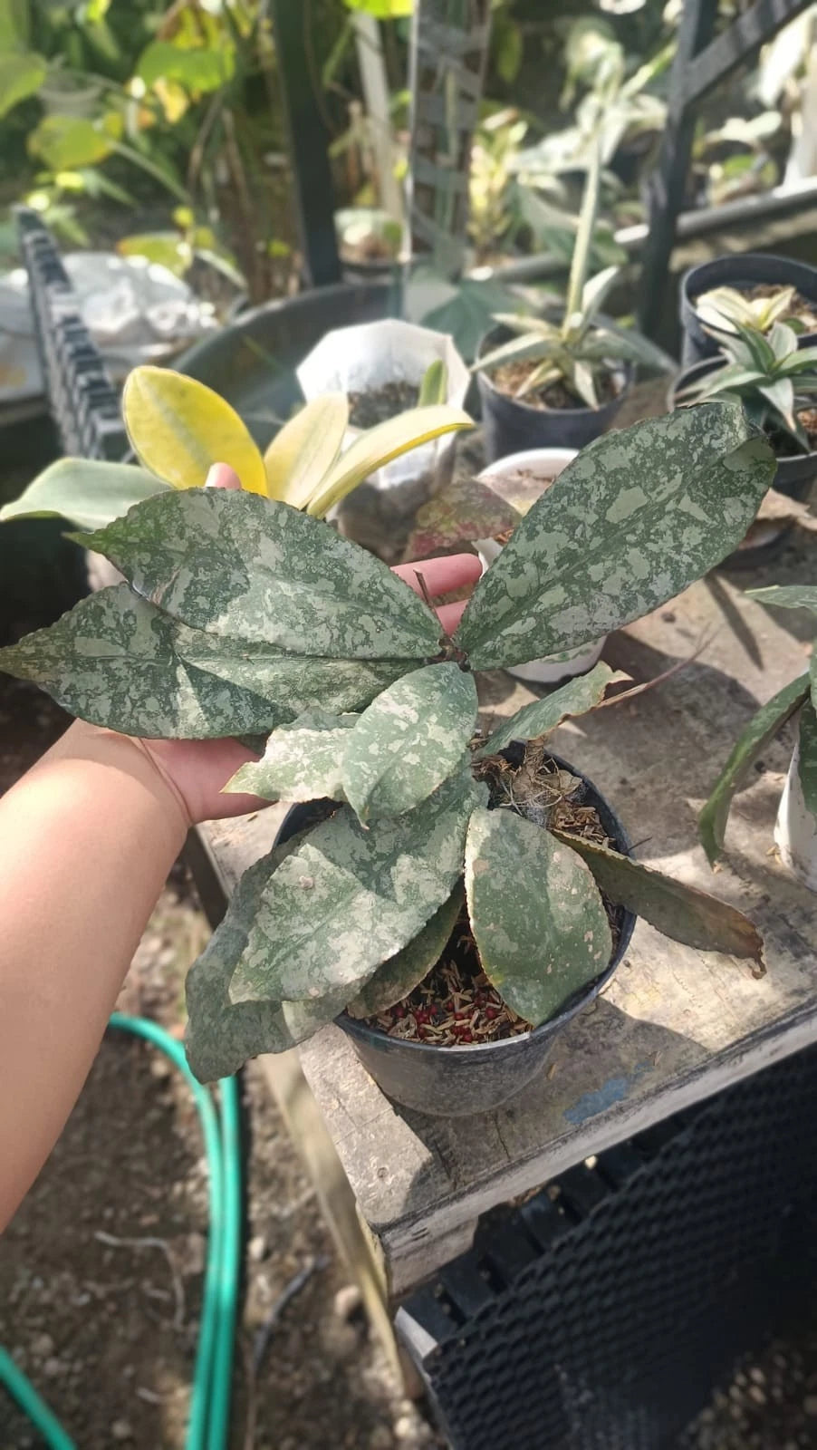 Hoya Undulata 'Green Army' – Rare Exotic Tropical Wax Plant Live Cutting / Rooted Specimen for Growing