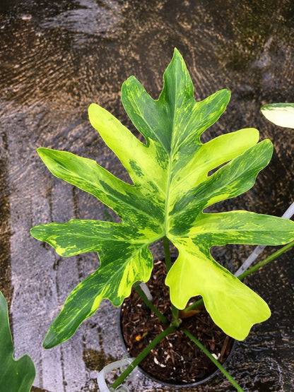 Rare Thaumatophyllum saxicola 'Variegata' - Exquisite Variegated Tropical Aroid