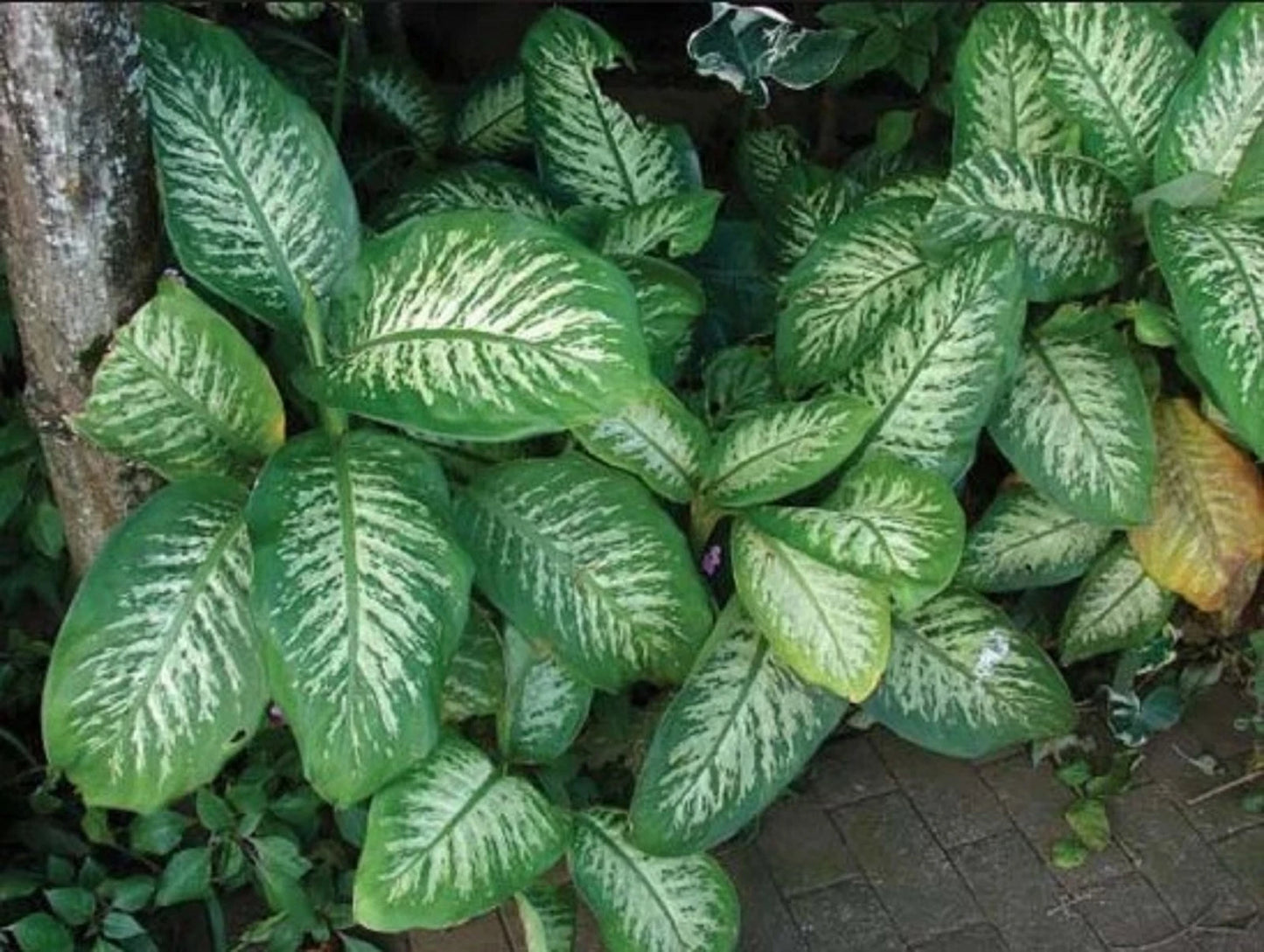 Dieffenbachia 'Dumb Cane' - Lush Variegated Tropical Houseplant