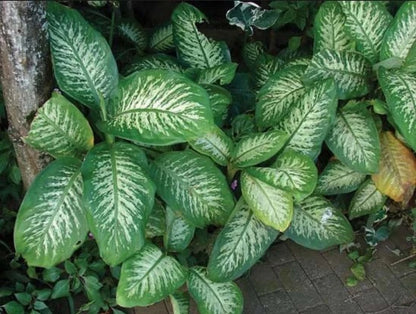 Dieffenbachia 'Dumb Cane' - Lush Variegated Tropical Houseplant