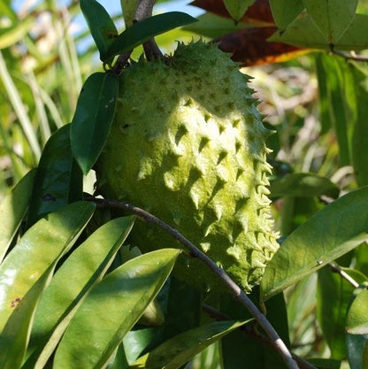 Guanabana Blanca Soursop Seeds (Annona muricata 'Blanca') – 100+ Premium Fresh Sweet White-Fleshed Soursop Seeds
