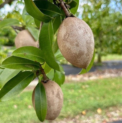 PKM-1 Sapodilla (Manilkara zapota) – 35+ Premium Seeds (Chikoo)