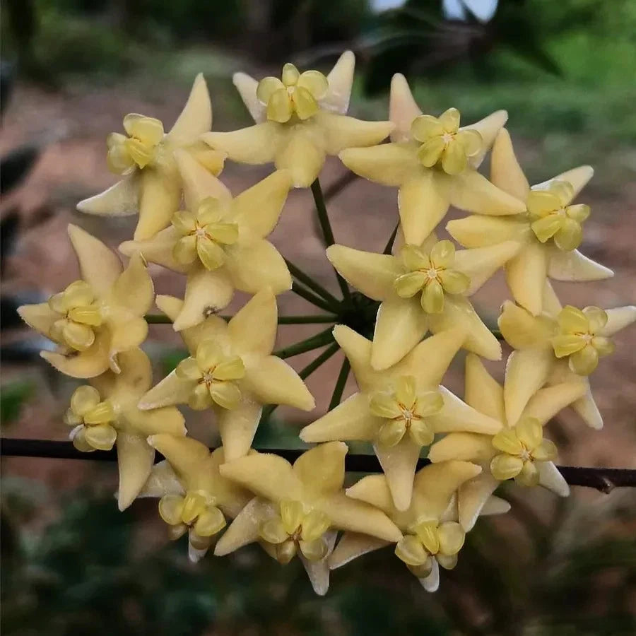 Hoya Hypolasia – Rare Tropical Indoor Outdoor Wax Plant Cutting / Starter Plant