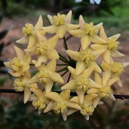 Hoya Hypolasia – Rare Tropical Indoor Outdoor Wax Plant Cutting / Starter Plant