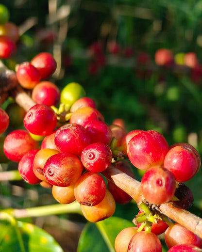 Catimor Coffee 300+ Seeds (Coffea arabica x C. canephora / Catimor Hybrid) – Bulk Disease-Resistant Specialty Coffee Beans for Planting and Cultivation