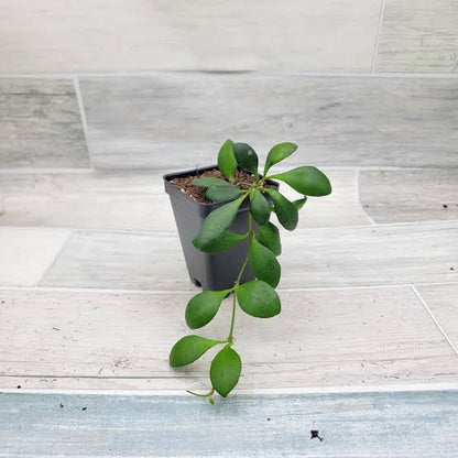 Rare Hoya Walliniana Live Plant - Exotic Tropical Wax Plant Houseplant