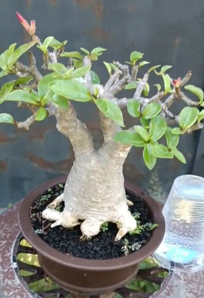 Adenium 'Ra Chi Nee' (RCN) – Premium Dwarf Bonsai Desert Rose