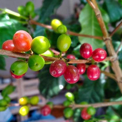 Mundo Maya Coffee Seeds 120 pcs (Coffea sp.) – Premium Certified High-Yield Specialty Coffee Bean Plant Seeds for Planting
