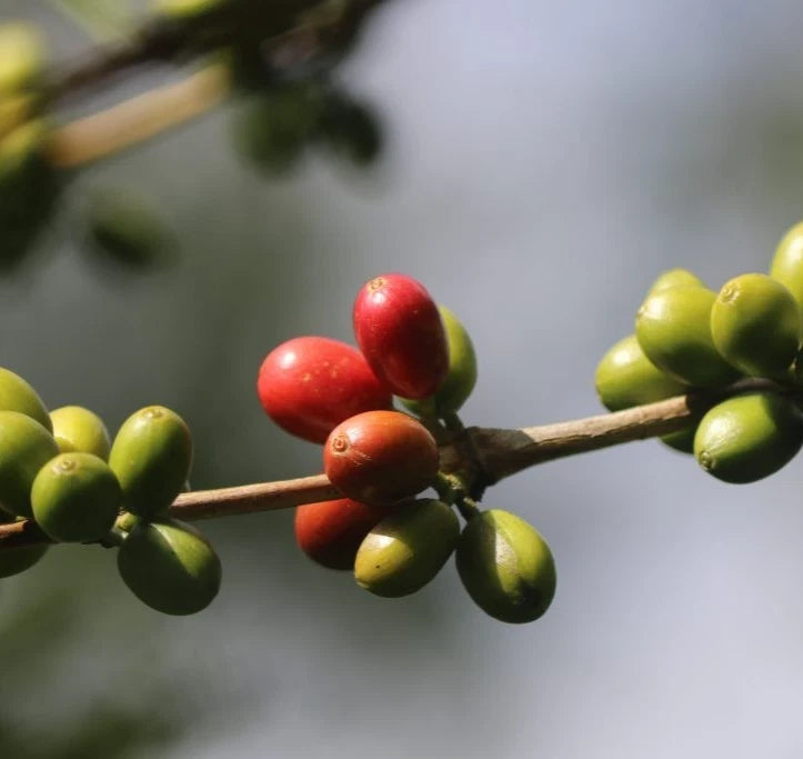 Fresh Typica Java Coffee Seeds (Coffea arabica var. Typica) – Certified Heirloom Indonesian Arabica Coffee Bean Seeds for Planting (120 Pcs)