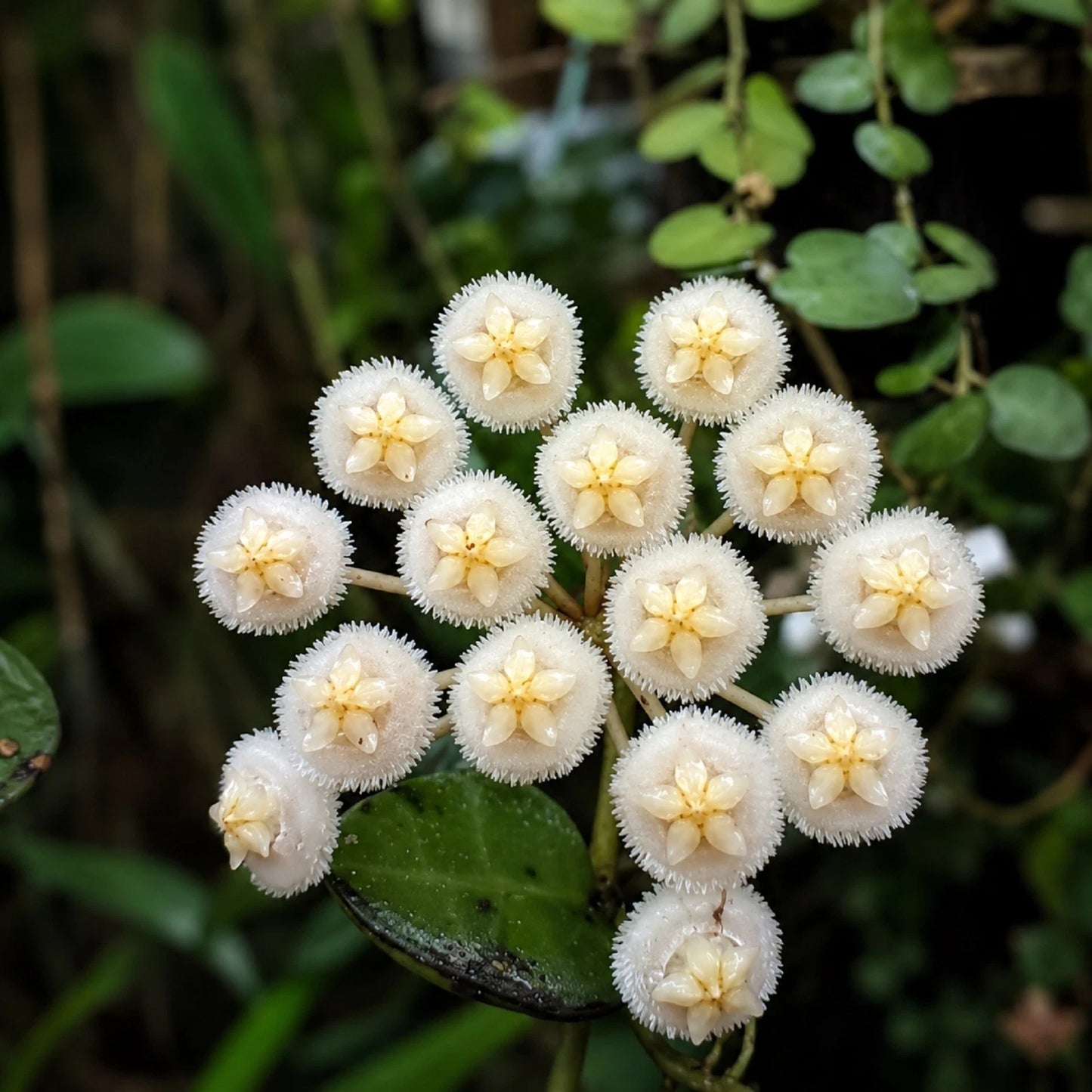 Rare Hoya Lacunosa Live Plant - Premium Fragrant Easy Care Tropical Wax Plant Starter