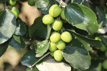 Green Jujube Putsa Apple Seeds (Ziziphus mauritiana) – 1000++ Bulk Premium Exotic Fruit Seeds