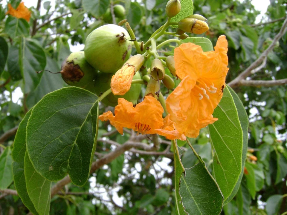 100+ Golden Teak Tree Seeds | Tectona grandis | Premium Quality Fast Growing Timber Seeds