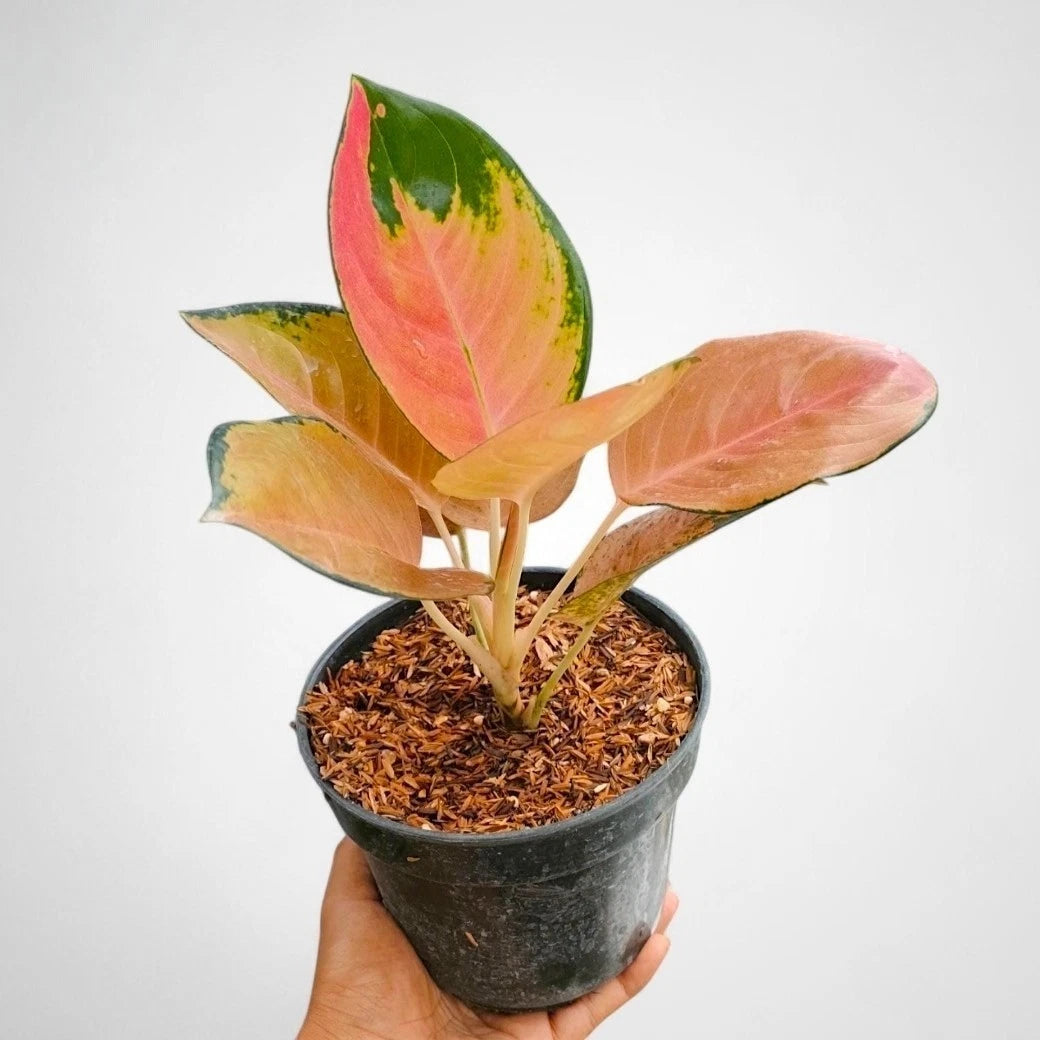Aglaonema 'Sultan Brunei' - Majestic Tropical Foliage