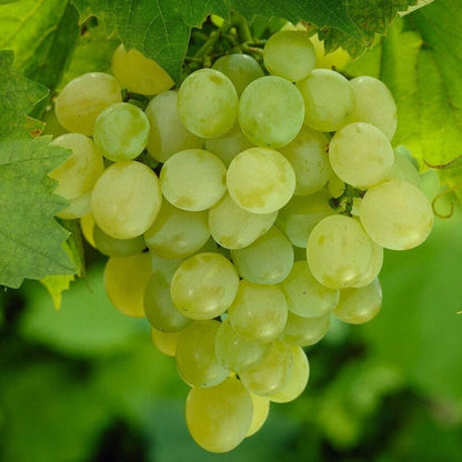 Premium Perlette Seedless Grape Seeds (Vitis vinifera var. Perlette) – Exotic Sweet Green Table Grape Fruit Seeds for Planting (100+ Pcs)