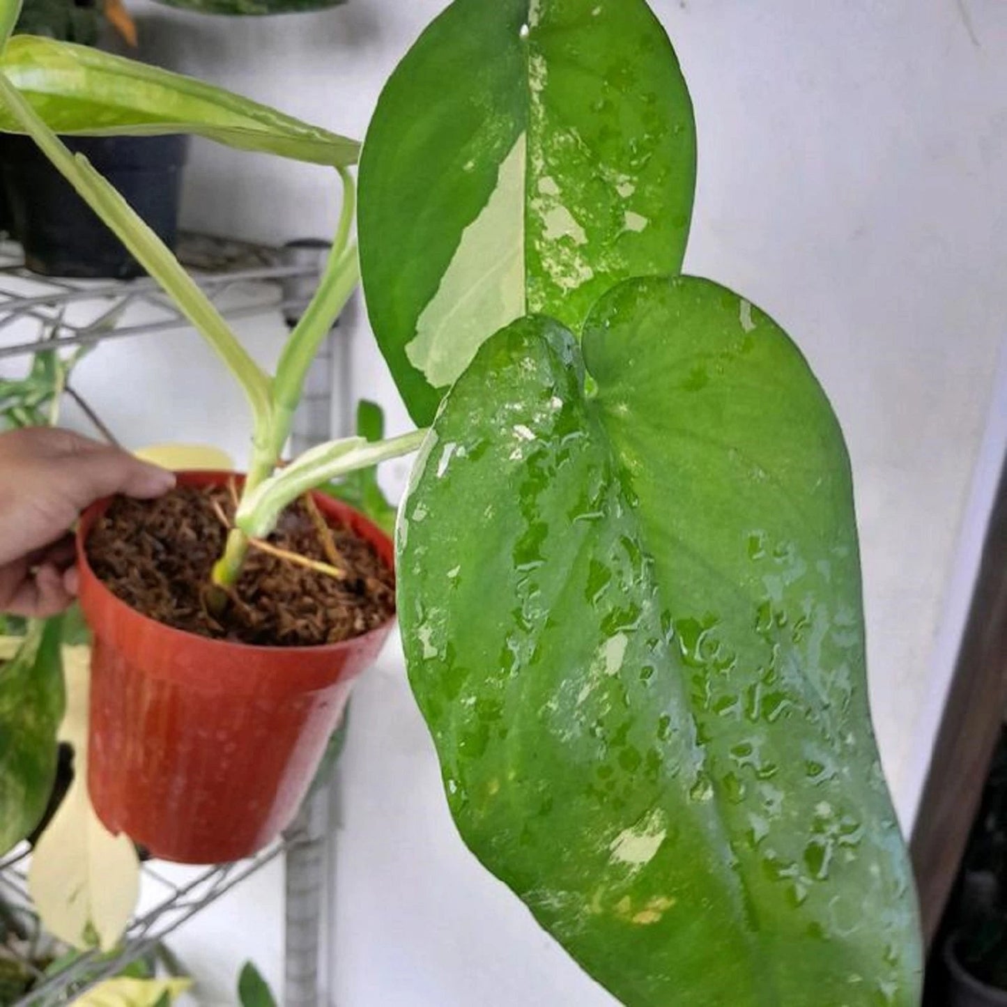 Syngonium chiapense 'Variegated Mint' - Exotic Arrowhead Plant