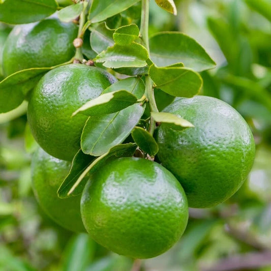 2,000+ Persian Lime Citrus Seeds (Citrus latifolia) – Premium Tahiti Lime & Commercial Acid Citrus Fruit Tree Seeds for Planting