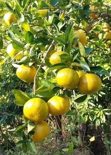 Keprok Orange Seeds (Citrus reticulata / 100+ Sweet Asian Mandarin Citrus Fruit Tree Seeds) – Premium Exotic Botanical Specimen Plant Seeds for Planting