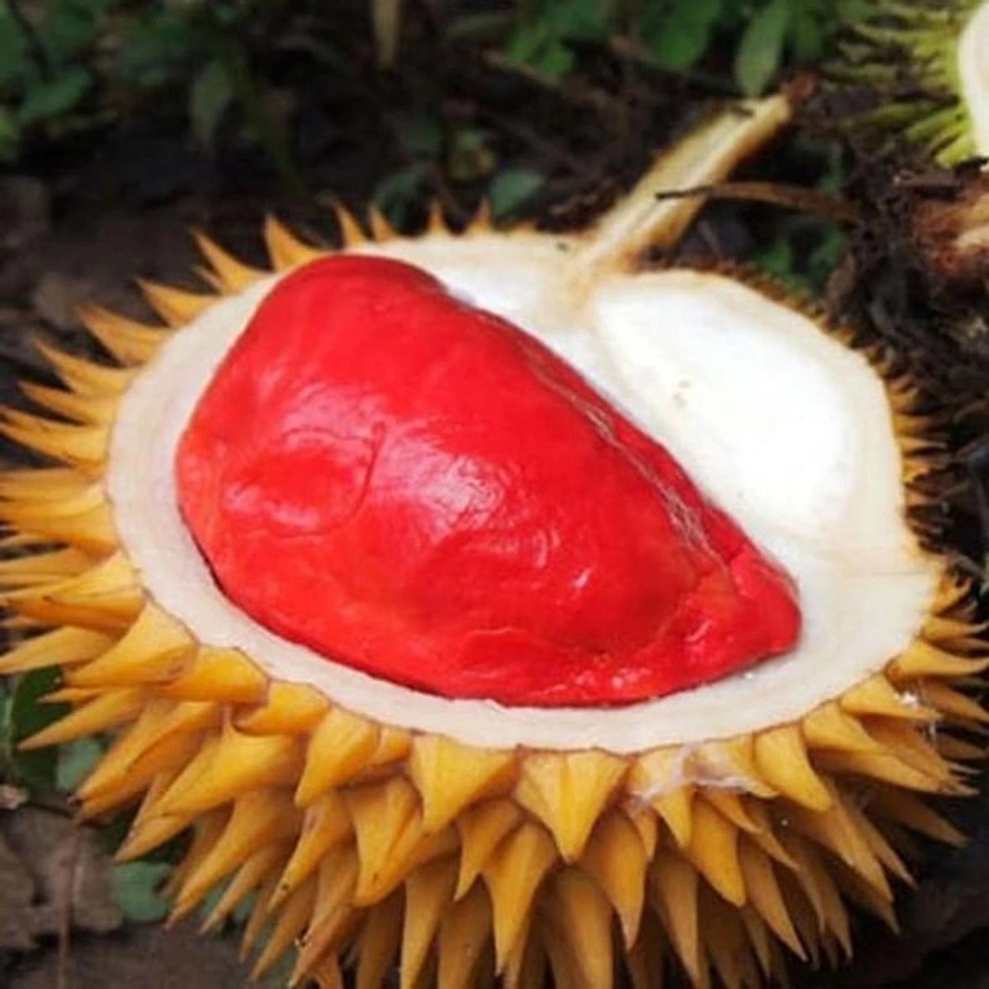Grafted 'Red' Durian (Durian Merah) – Exotic Tropical Fruit Tree