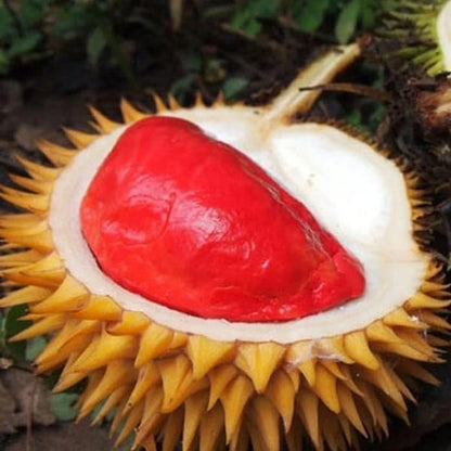 Grafted 'Red' Durian (Durian Merah) – Exotic Tropical Fruit Tree