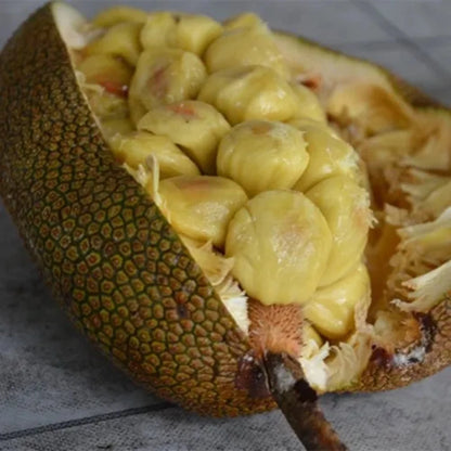 Cempedak (Artocarpus integer) - Premium Grafted Exotic Fruit Tree