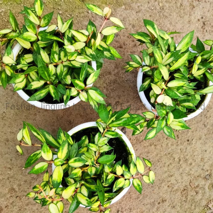Hoya Lacunosa Arunika Variegated | Rare Variegated Hoya Wax Plant | Tropical Indoor Outdoor Houseplant
