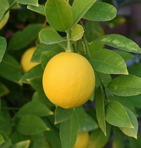 Limonetta Citrus Seeds (Citrus Limetta) – Certified Heirloom Sweet Lime Fruit Crop for Planting