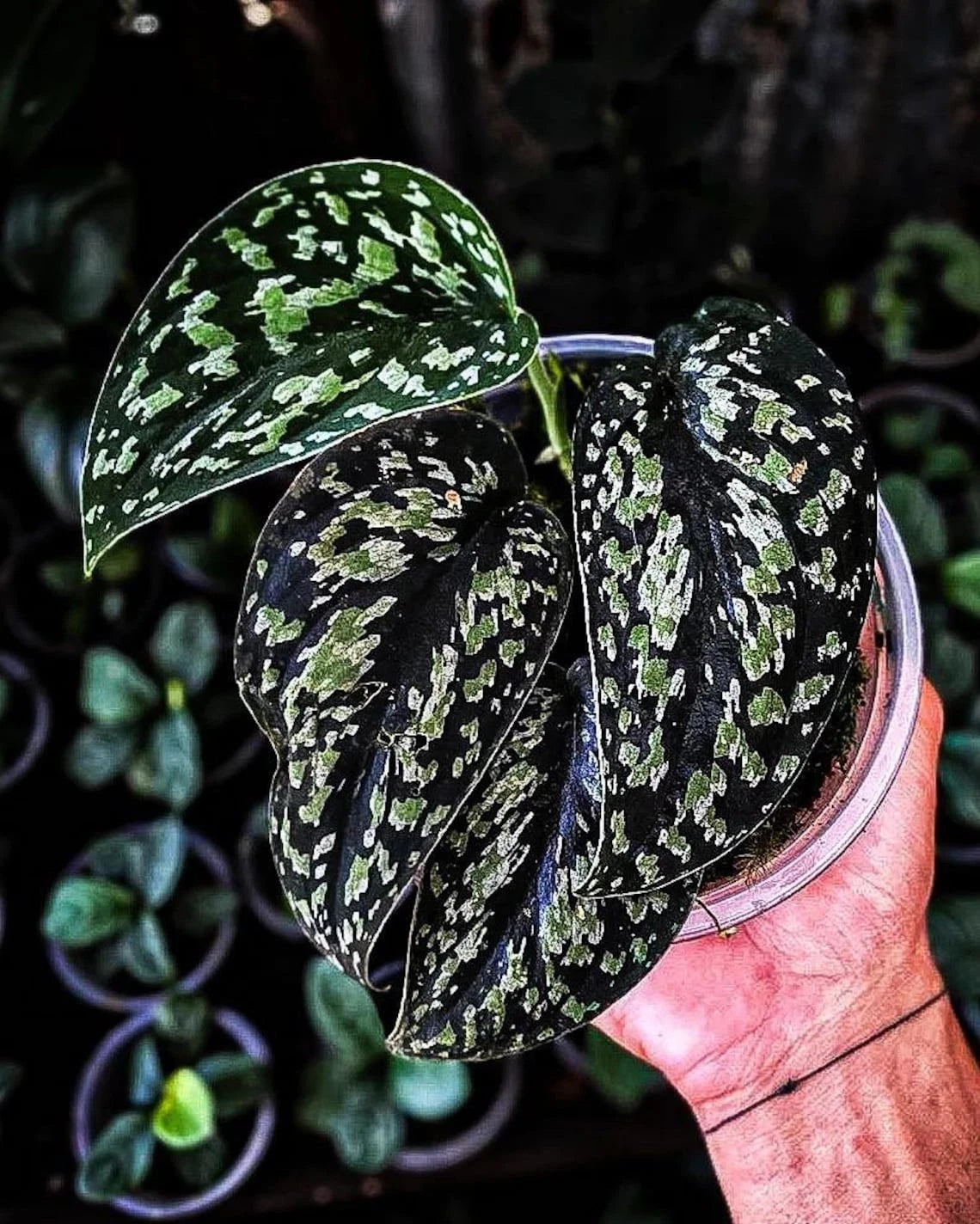 Scindapsus Tricolor Dark Form Sp. Borneo - Rare & Striking Tropical Wax Plant