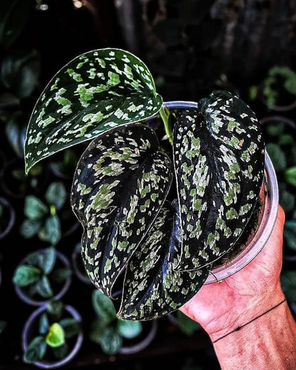 Scindapsus Tricolor Dark Form Sp. Borneo - Rare & Striking Tropical Wax Plant