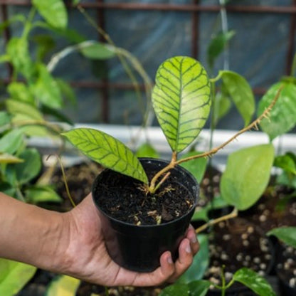 Hoya ranauensis - Rare & Exotic Tropical Wax Plant