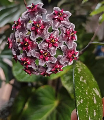 Hoya Walliniana Variegated | Rare Variegated Hoya Wax Plant | Tropical Indoor Outdoor Houseplant