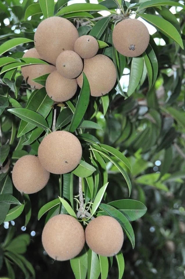 Madu Sapodilla Seeds (Manilkara zapota 'Madu') – 35 pcs Premium Fresh Rare Honey-Sweet Chico Zapote Seeds