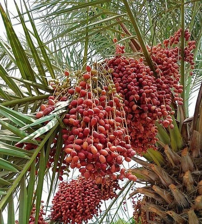 Red Zahidi Date Palm Seeds (Phoenix dactylifera) – 35 Premium Red Dates Seeds